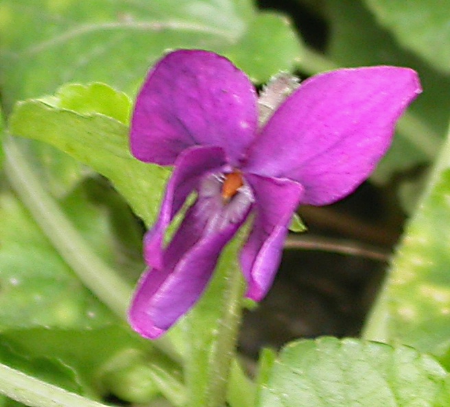 violette rouge 3718