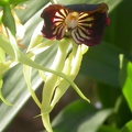 encyclia cochleata 5618.JPG