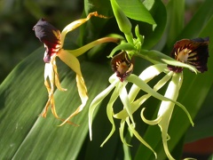 encyclia cochleata 5619.JPG