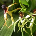 encyclia cochleata 5619.JPG