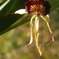 encyclia cochleata 5620.JPG