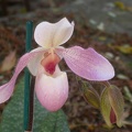 orchid paphiopedilium 5647.JPG