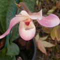 orchid paphiopedilium 5649.JPG