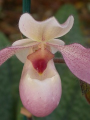 orchid paphiopedilium 5651.JPG