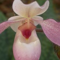 orchid paphiopedilium 5651.JPG