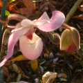orchid paphiopedilium 5712.JPG