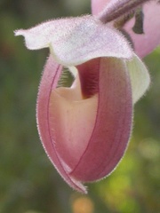 orchid paphiopedilium 5719.JPG