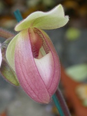 orchid paphiopedilium 5724.JPG