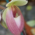 orchid paphiopedilium 5724.JPG