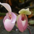 orchid paphiopedilium 5725.JPG