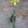 orchid paphiopedilium j 1.JPG