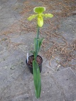 orchid paphiopedilium j 1.JPG