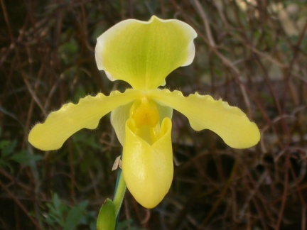 orchid paphiopedilium j 5637.JPG