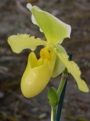 orchid paphiopedilium j 5640.JPG