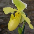 orchid paphiopedilium j 5640.JPG