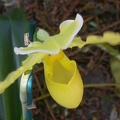 orchid paphiopedilium j 5642.JPG