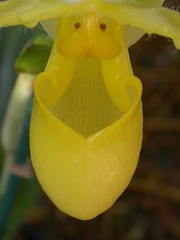 orchid paphiopedilium j 5645.JPG