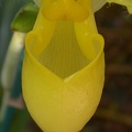 orchid paphiopedilium j 5645.JPG
