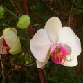 phalaenopsis 5701.JPG