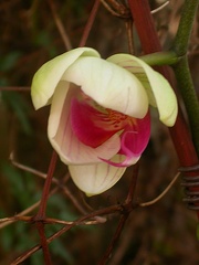 phalaenopsis 5703.JPG