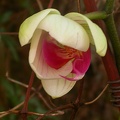 phalaenopsis 5703.JPG
