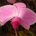 phalaenopsis r5696.JPG