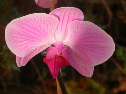 phalaenopsis r5696.JPG
