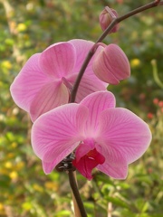 phalaenopsis r5697.JPG
