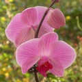 phalaenopsis r5697.JPG