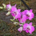 orchid dendrobium 5748.JPG