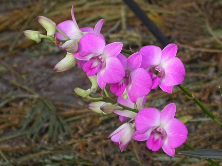 orchid dendrobium 5748.JPG