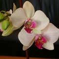 orchid phalaenopsis 5761.JPG