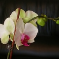 orchid phalaenopsis 5762.JPG