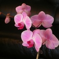 orchid phalaenopsis r5763.JPG