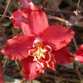 orchid cambria 5976.JPG