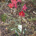 orchid cambria 5973.JPG