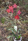 orchid cambria 5973.JPG