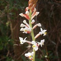 orchid ludisia discolor dawsoniana  5964.JPG