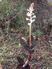 orchid ludisia discolor dawsoniana 5965.JPG