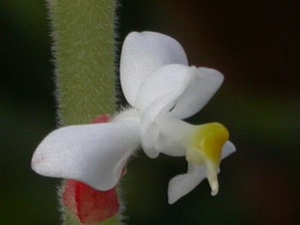 orchid ludisia discolor dawsoniana 5968.JPG