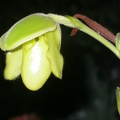 orchid paphiopedilium j6207.JPG