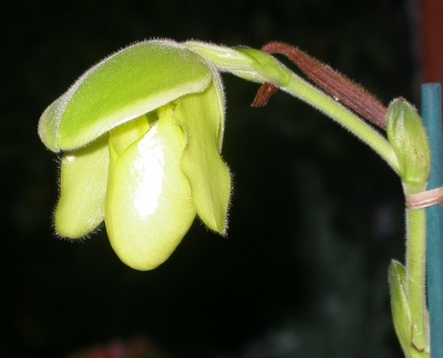 orchid paphiopedilium j6207.JPG