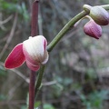 orchid phalaenopsis l 6214.JPG