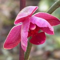 orchid phalaenopsis  l 6222.JPG