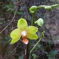 orchid phalaenopsis m 6211.JPG