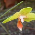 orchid phalaenopsis  m 6227.JPG