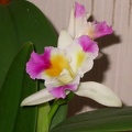 orchid cattleya DSCN6674.JPG