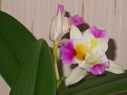 orchid cattleya DSCN6675.JPG