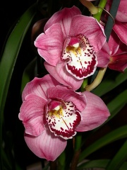 orchid cymbidium DSCN6684.JPG