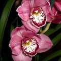 orchid cymbidium DSCN6684.JPG